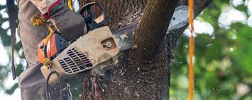 Best Tree Risk Assessment  in Poteau, OK