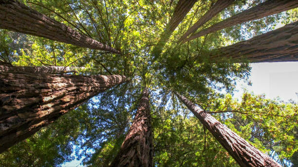 How Our Tree Care Process Works  in Poteau, OK