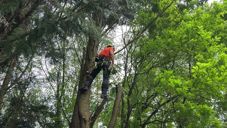  Poteau, OK Tree Services Pros