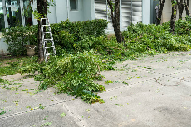 Best Palm Tree Trimming  in Poteau, OK