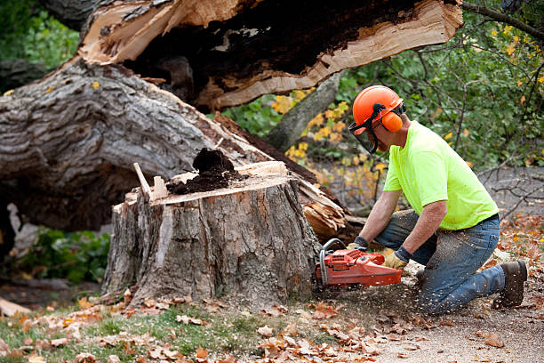 Best Stump Grinding and Removal  in Poteau, OK